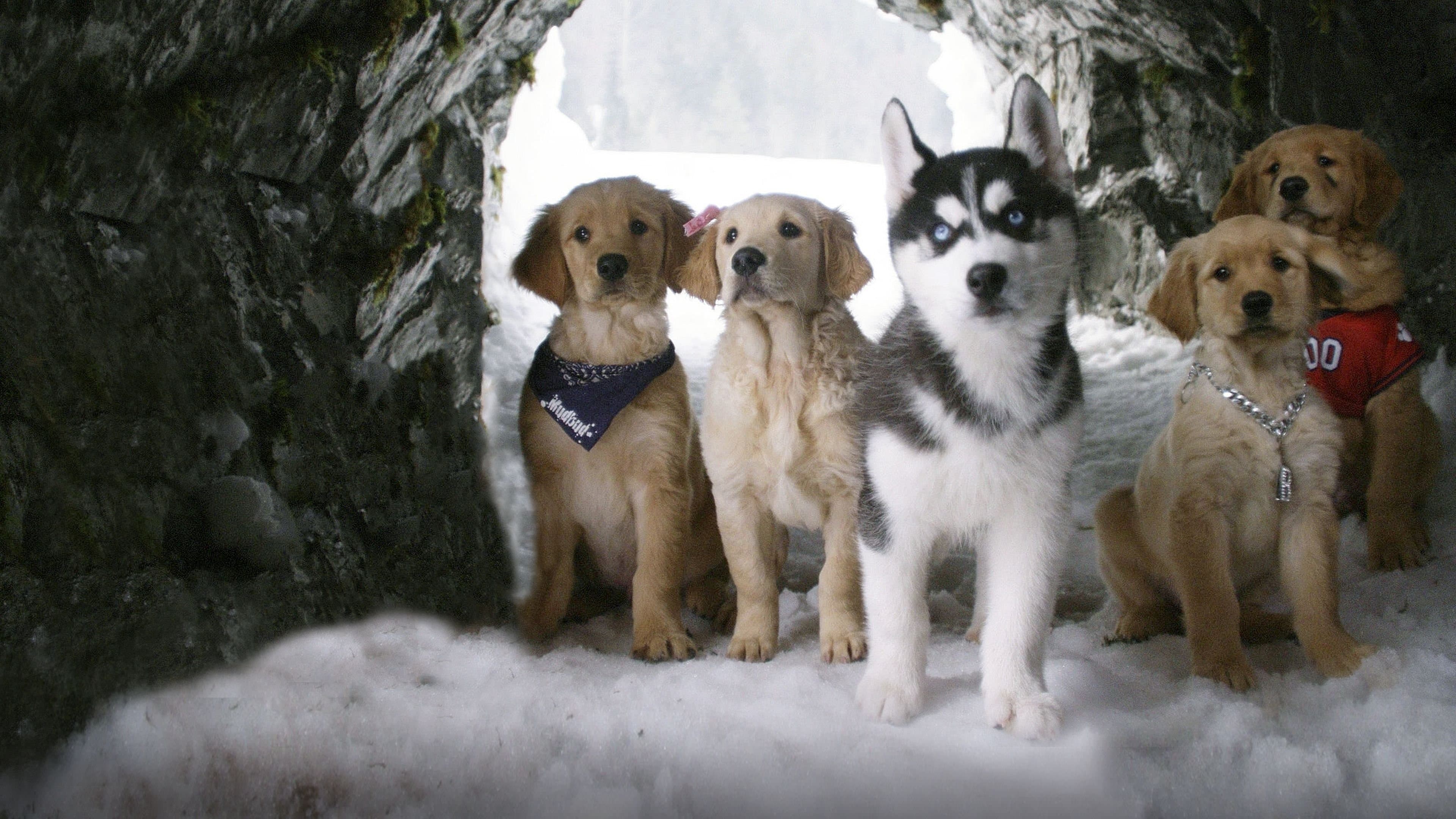 Snow Buddies: Uma Aventura no Gelo