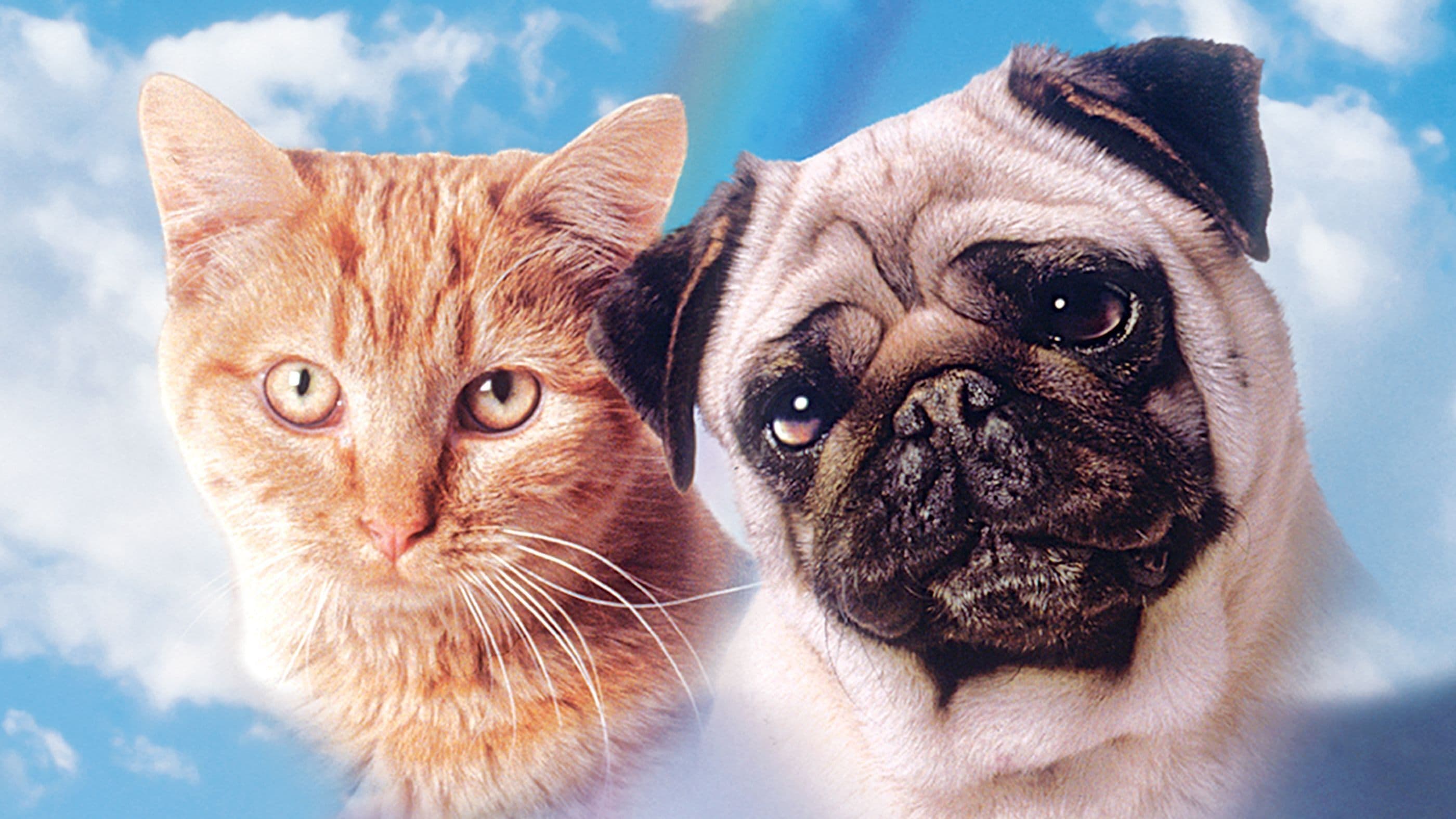 As Aventuras de Chatran